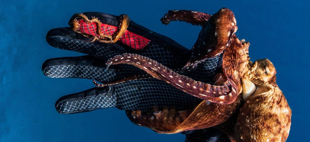 Dive Gloves